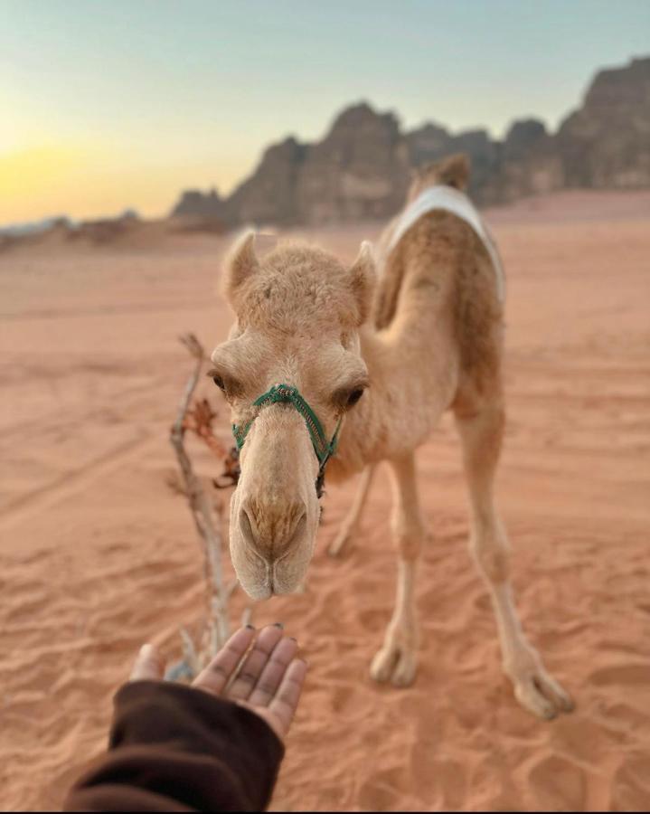 Wadi Rum Desert Camp 외부 사진