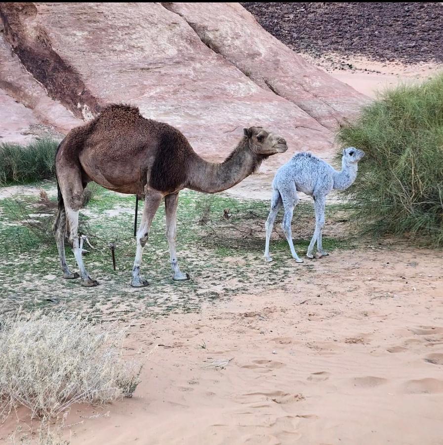 Wadi Rum Desert Camp 외부 사진